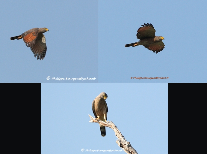 Buteo