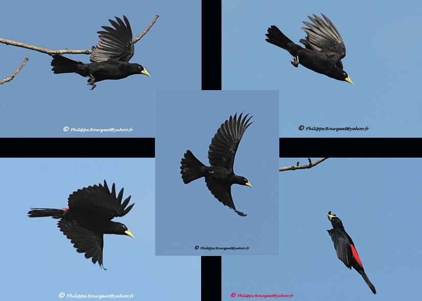 Cacicus haemorrhous