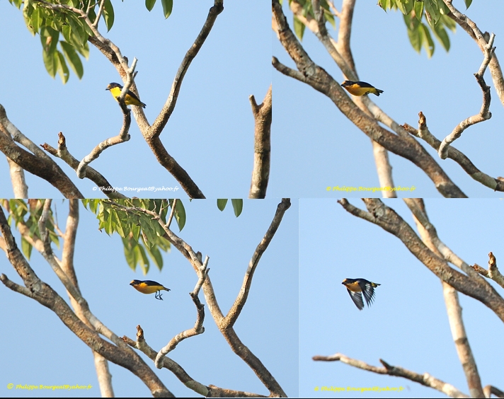 Euphonia