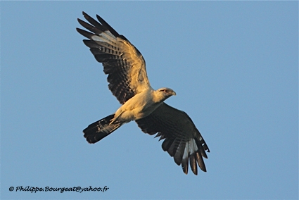 Milvago chimachima