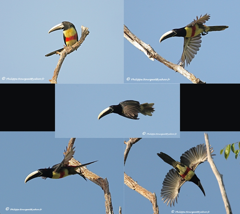 Pteroglossus aracari