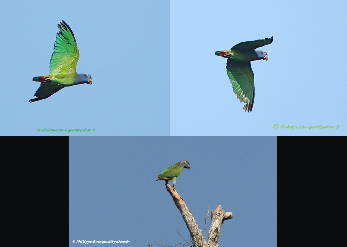 Pionus menstruus