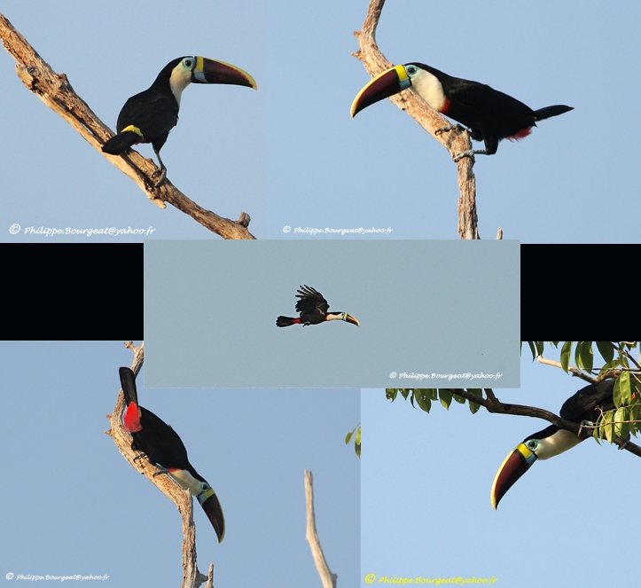 Ramphastos tucanus