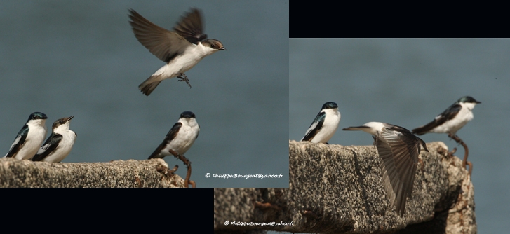 Tachycineta albiventer