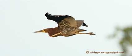 Tigrissoma lineatum
