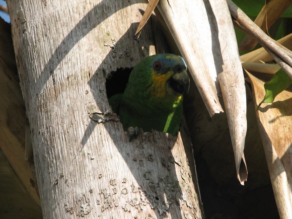 Amazona amazonica