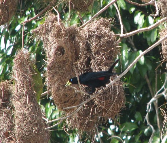 Cacicus