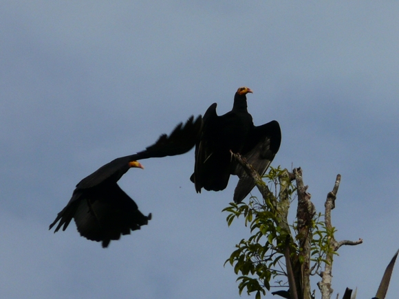 Cathartes
