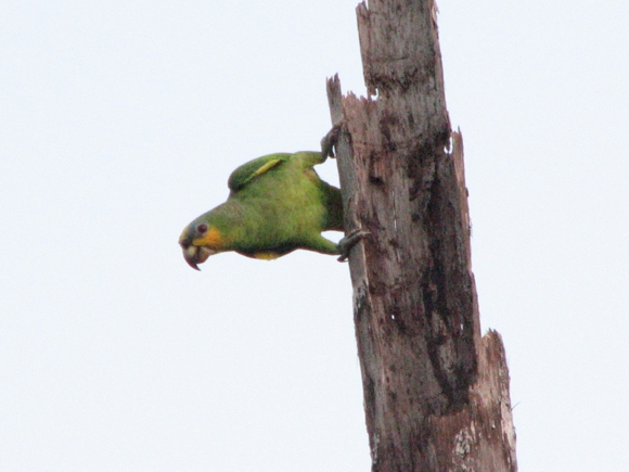 Amazona amazonica