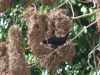 Cacicus