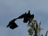 Cathartes
