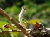Elaenia