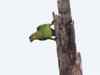 Amazona