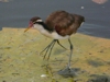 Jacana