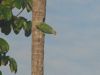 Amazona