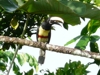 Aracari