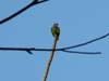 Pionus