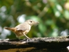 Troglodytes