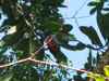 Trogon