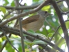 Turdus