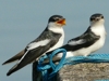 Tachycineta