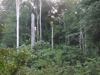 ninho1