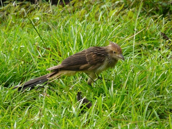 Guira