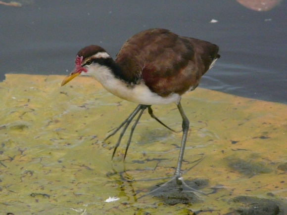 Jacana