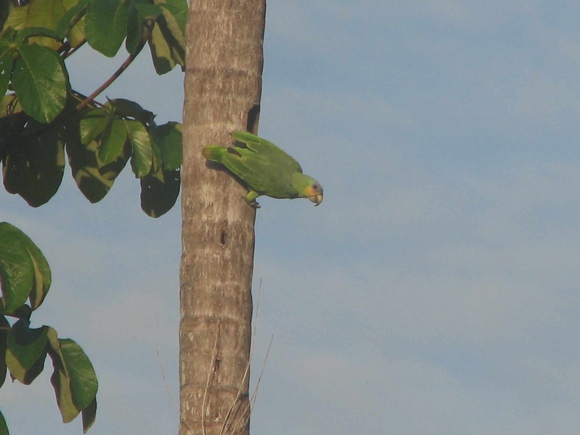 Amazona amazonica