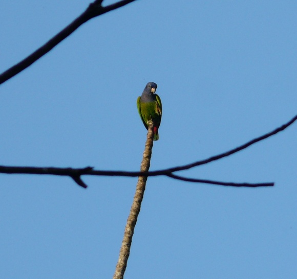 Pionus