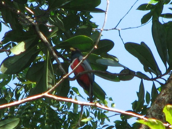 Trogon