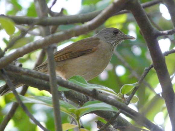 Turdus