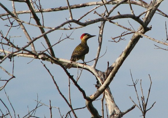 Colaptes
