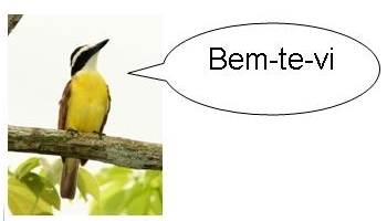 bentevi