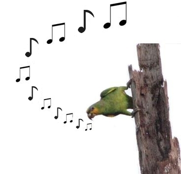 papagaio